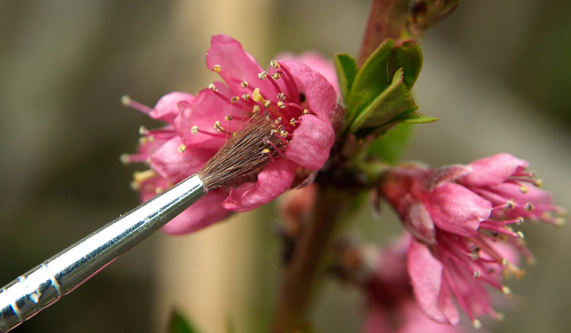 Zapylanie owoców i warzyw ręczne