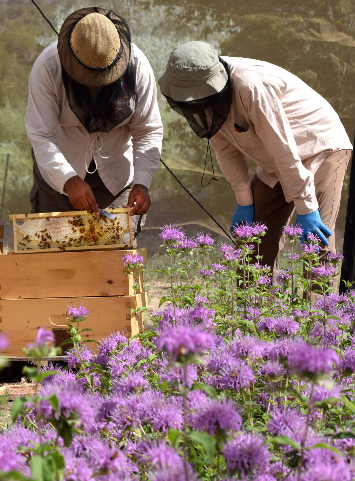 Pszczelarze zbierają miód