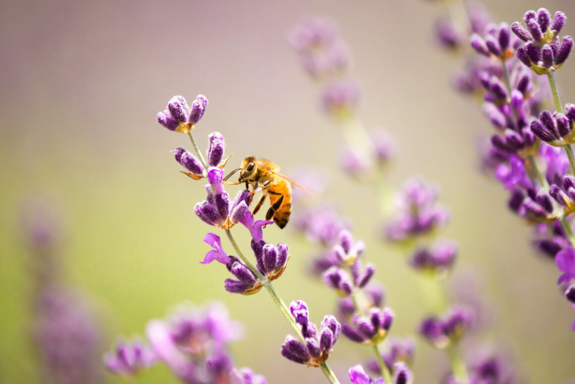 Pszczoła na kwiatu lawendy